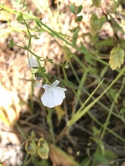 Nemesia diffusa