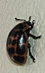 Platyphora congregata