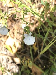 Nemesia diffusa