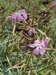 Dianthus rupicola