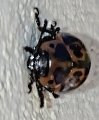 Platyphora congregata