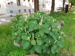 Phytolacca acinosa