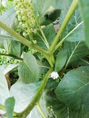 Phytolacca acinosa