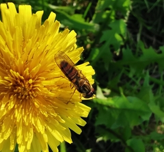 Episyrphus balteatus