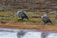 Cyanochen cyanoptera