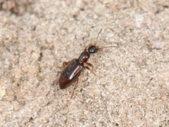 Cyclodinus humilis
