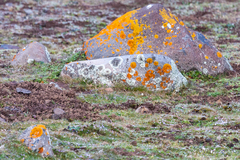 Tachyoryctes macrocephalus