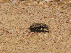 Trachynotus reticulatus