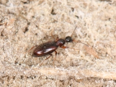 Cyclodinus humilis