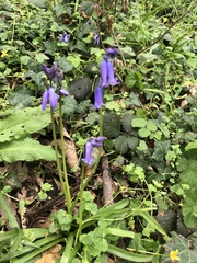 Hyacinthoides non-scripta