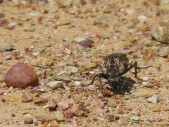 Trachynotus reticulatus