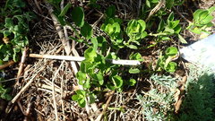 Solanum africanum
