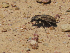 Trachynotus reticulatus