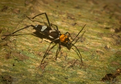 Demonax chrysoderes