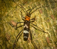Demonax chrysoderes