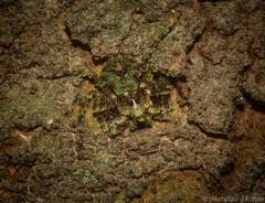 Stephanopis carcinoides