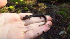 Desmognathus imitator