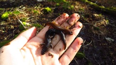 Desmognathus imitator