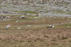 Bugeranus carunculatus