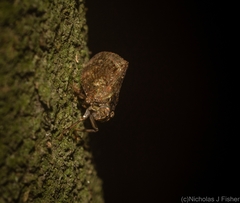 Cotylana angustifrons