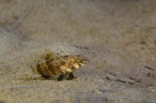 Pygmy sea bass (Serraniculus pumilio) — Serranidae — 4