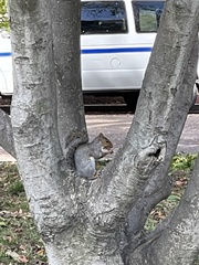 Sciurus carolinensis