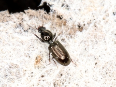 Dyschirius salinus
