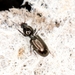 Dyschirius salinus - Photo (c) Fabian A. Boetzl, some rights reserved (CC BY-NC), uploaded by Fabian A. Boetzl