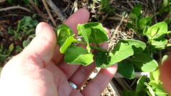 Solanum africanum