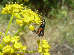 Phaenolobus terebrator