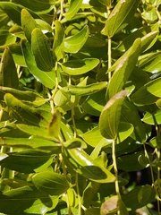 Ziziphus