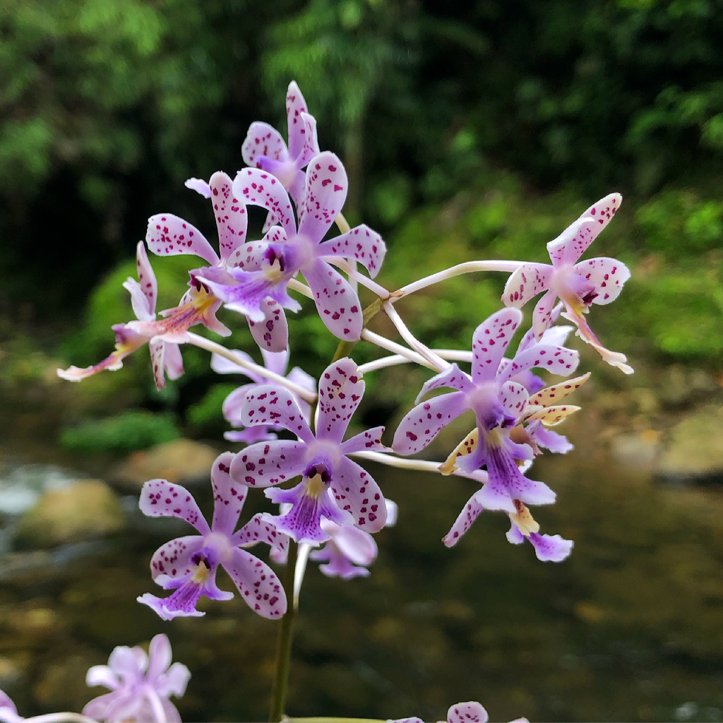 Epidendrum schumannianum