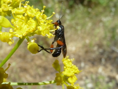 Phaenolobus terebrator