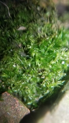 Brachythecium laetum