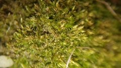 Brachythecium laetum