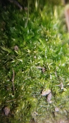 Brachythecium laetum