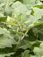 Hyoscyamus albus