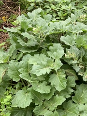 Hyoscyamus albus