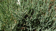Salicornia meyeriana