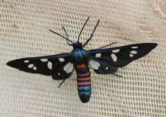 Amata mogadorensis
