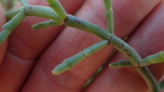 Salicornia meyeriana