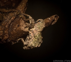 Tychreus sellatus