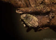 Tychreus sellatus