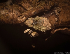 Tychreus sellatus