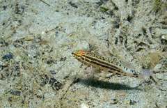Serranus baldwini