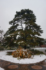 Pinus tabuliformis