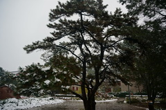 Pinus tabuliformis