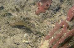 Serranus flaviventris