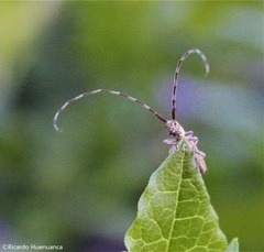 Emphytoecia lineolata