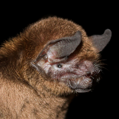 Pteronotus personatus